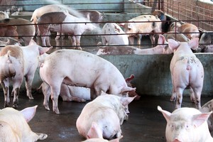 示意圖。（圖片來源：互聯網）