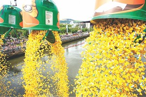 數萬“小黃鴨”游泳比賽（圖片來源：互聯網）