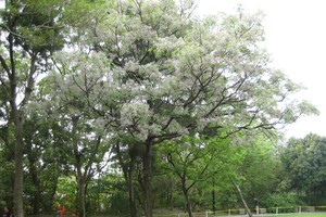 苦楝樹（圖片來源：互聯網）