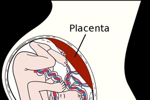 胎盤（placenta）（圖片來源：互聯網）