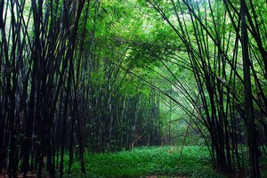 示意圖。（圖片來源：互聯網）