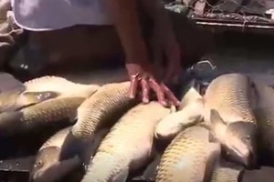 死亡的魚（圖片來源：互聯網）