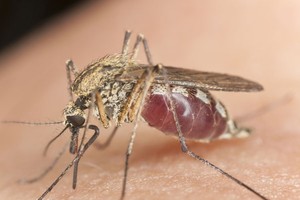 示意圖。（圖片來源：互聯網）