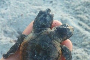 （資料圖源：互聯網）