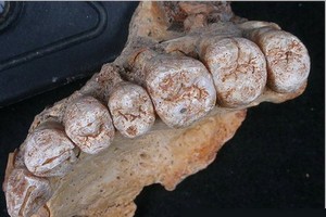 以色列發現古老人類頜骨化石。