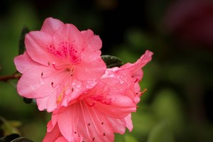 （圖源：互聯網。）