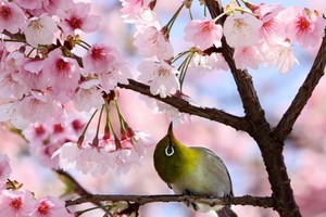 （圖源：互聯網。）