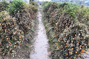 破壞 400 棵金橘被判 30 個月徒刑。