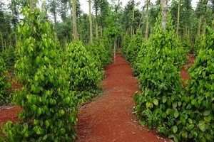 （示意圖源：互聯網）