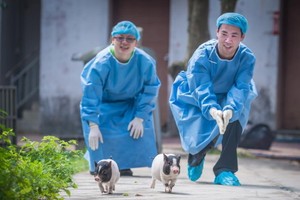 世界首例亨廷頓舞蹈症基因豬誕生