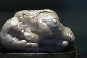 這顆珍珠被稱為“睡獅”