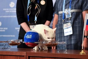 失聰貓咪成為世界盃“官方預言家”