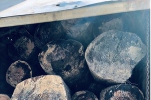 運送走私木材 3 卡車被查獲