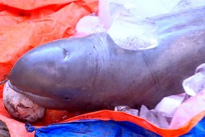 檳椥省漁民捕獲河豚