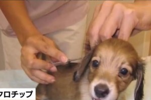 日本通過法案：寵物需植入晶片，防止主人遺棄虐待