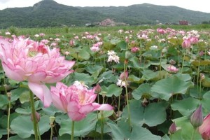 （示意圖源：互聯網） 