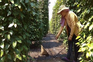 （示意圖源：互聯網）