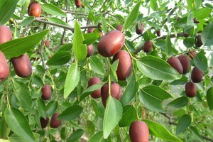 （示意圖源：互聯網）