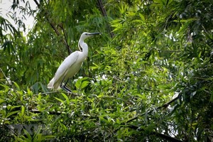 同塔梅生態保護區是多種鳥類的棲身之所。