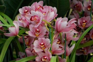 （示意圖源：互聯網）