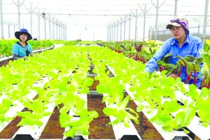 本市不少有機農業模式取得美國農業部國際認證。