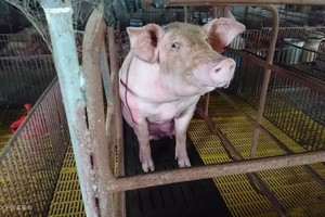 （示意圖源：互聯網） 