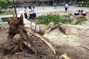 平陽省某小學鳳尾樹連根拔起（圖源：互聯網） 