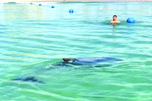 海豚在金蘭灣長灘出現