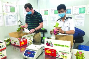 美國專家在檢查準備出口的火龍果。