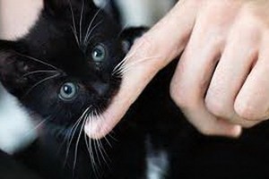 （示意圖源：互聯網） 