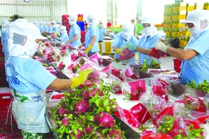 出口中國的火龍果。