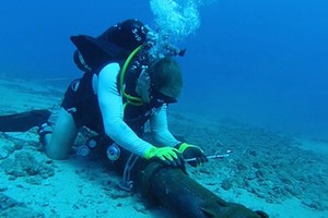 （示意圖源：互聯網） 