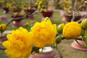 （圖源：互聯網） 