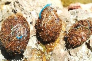 （圖源：互聯網） 