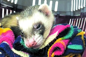 兩歲的寵物雪貂“班迪”。