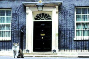 近日，英國首相府的工作人員接到了一項新的任務，即幫首相府的“首席捕鼠官”拉里減肥。