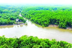 芹耶紅樹林生物圈保護區的總面積逾7萬5000公頃，獲視為全國最大的沿海紅樹林之一。