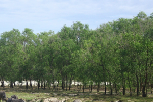 （圖源：互聯網） 