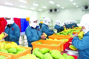 越南芒果出口到世界多個市場。