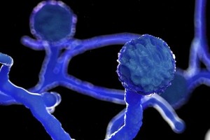 （圖源：互聯網） 