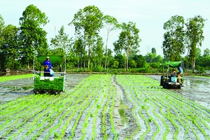 同塔省改進種稻技術。