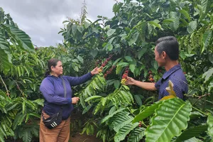 Nông dân xã Đắk Som, huyện Đắk Glong (tỉnh Đắk Nông) thu hoạch cà phê vụ 2024-2025