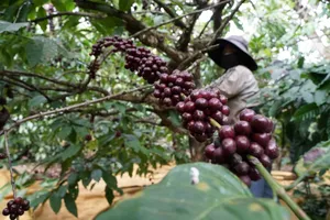 Nông dân huyện Đắk Song (tỉnh Đắk Nông) thu hoạch cà phê