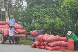 Nông dân tỉnh An Giang vận chuyển lúa vụ đông xuân 2024-2025