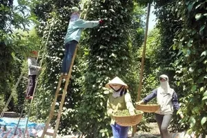 Giá tăng cao, ngành hồ tiêu Việt Nam tìm phương án ứng phó thách thức kép