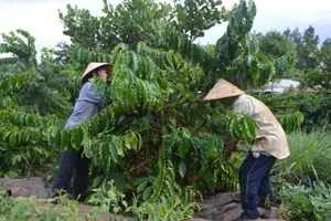Giá cà phê giảm hơn 30.000 đồng/kg