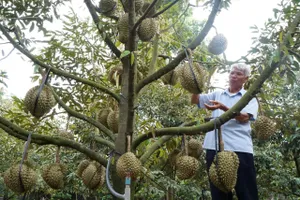 Nông dân xã Thuận Hạnh (tỉnh Lâm Đồng) thu hoạch sầu riêng