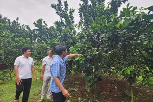 TPHCM: Nhiều nông dân trẻ vươn lên làm tỷ phú