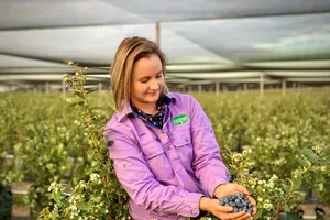 Trái việt quất Australia chính thức nhập khẩu vào Việt Nam 