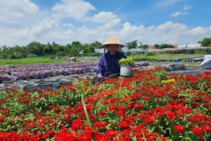 TPHCM: Các làng hoa tất bật vào vụ Tết Nguyên đán Bính Ngọ 2026
